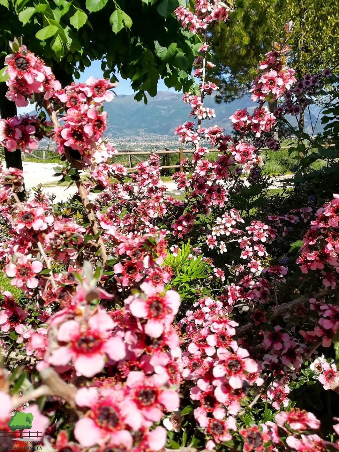 La Staccionata Villa Arpino ภายนอก รูปภาพ